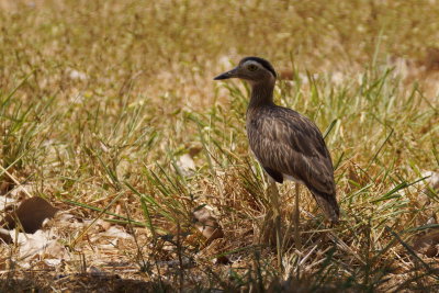 Oedicnme bistri (Double-striped Thick-Knee)