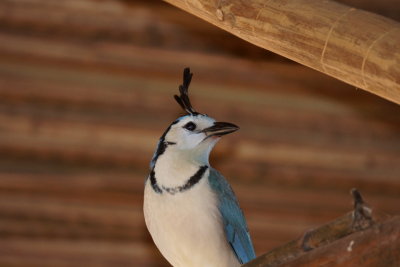 Geai  face blanche (White-throated Magpie-Jay)