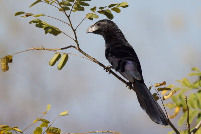 Ani  bec cannel (Groove-billed Ani)