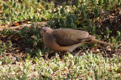 Colombe de Verreaux (White-tipped Dove)