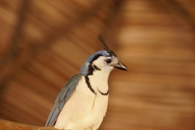 Geai  face blanche (White-throated Magpie-Jay)
