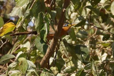 Gocoucou de Lesson (Lesser Ground-Cuckoo)
