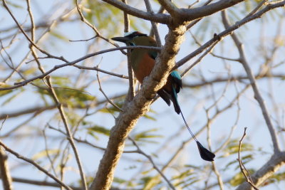 Motmot  sourcils bleus (Turquoise-browed Motmot)