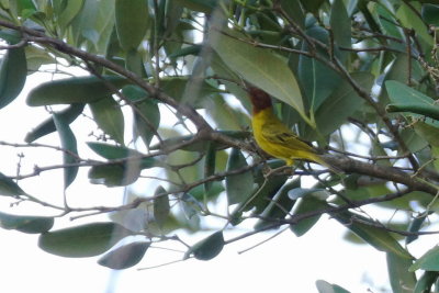 Paruline jaune des mangroves (Yellow Warbler)