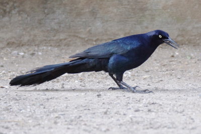 Quiscale  longue queue (Great-tailed Grackle)