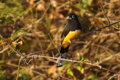 Trogon  tte noire (Black-throated Trogon)