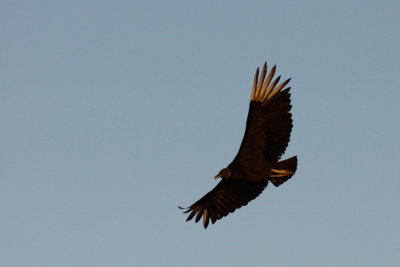 Urubu noir (Black Vulture) 