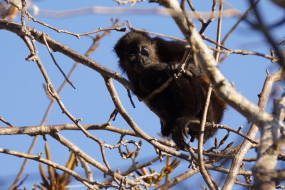 Singe hurleur 