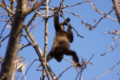Singe hurleur