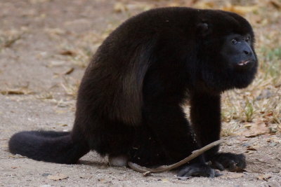 Singe hurleur
