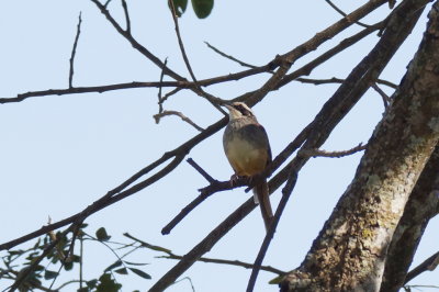 Bruant lign (Stripe-headed Sparrow)