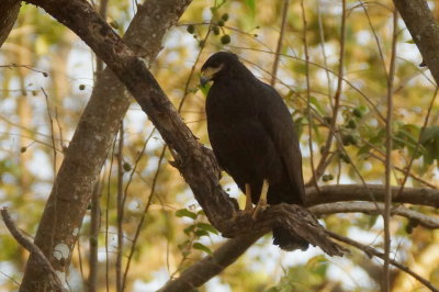 Buse noire Common (Black Hawk)
