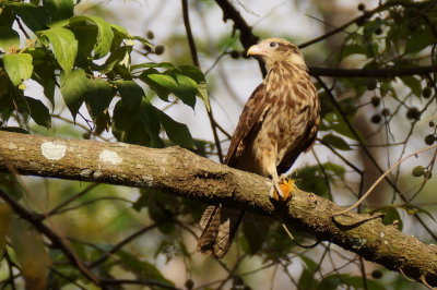 Caracara  tte jaune (Yellow-headed Caracara)