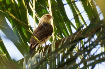 Caracara  tte jaune (Yellow-headed Caracara)
