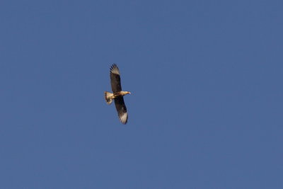 Caracara du nord (Crested Caracara)