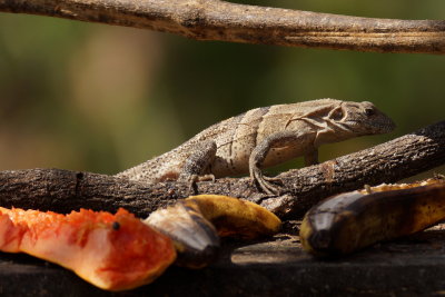 Iguane