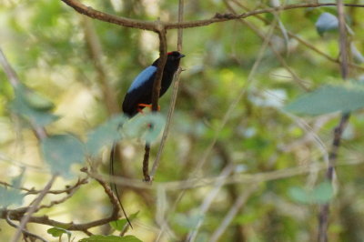 Manakin fastueux (Long-tailed Manakin)