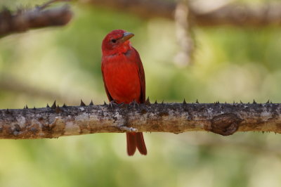 Piranga vermillon (Summer Tanager)