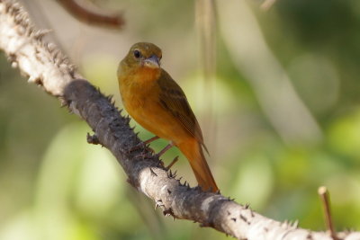 Piranga vermillon (Summer Tanager)