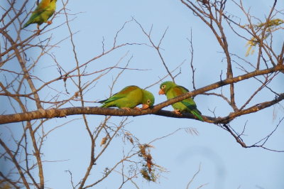 Toui  menton d'or (Orange-chinned Parakeet)
