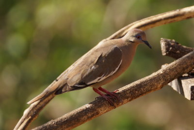 Tourterelle  ailes blanches (White-winged Dove) 