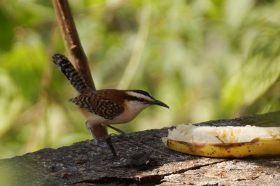 Troglodyte  nuque rousse (Rufous-napped Wren)