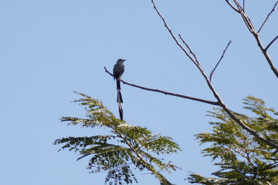 Tyran  longue queue (Scissor-tailed Flycatcher)