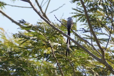 Tyran  longue queue (Scissor-tailed Flycatcher)