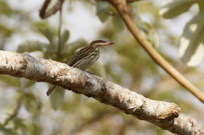 Tyran audacieux (Streaked Flycatcher 5360.JPG
