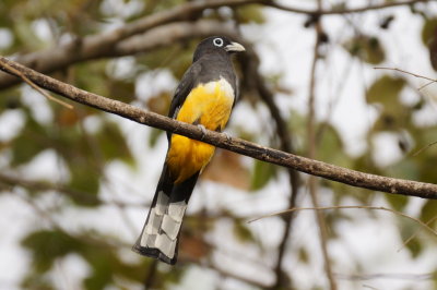 Trogon  tte noire (Black-headed Trogon)