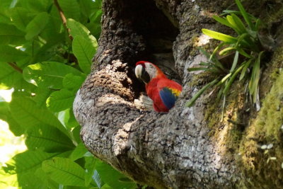 Ara rouge (Scarlet Macaw)  