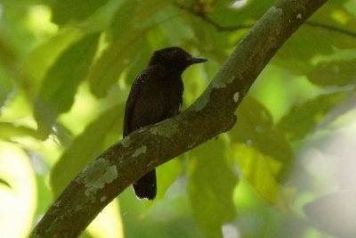 Batara capucin (Black-hooded Antshrike)