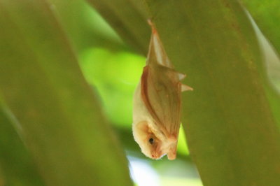 Chauve-souris  