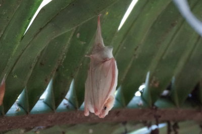 Chauve-souris  