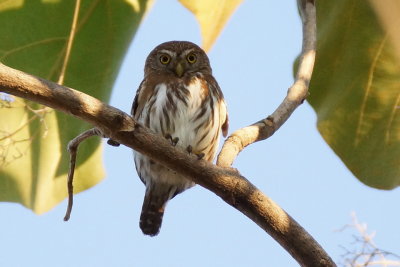 Chevechette brune (Ferruginous Pygmy-Owl)