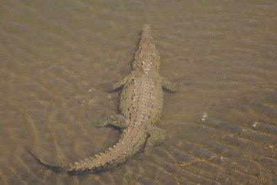 Crocodile 