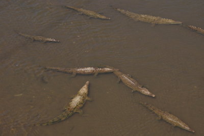 Crocodile