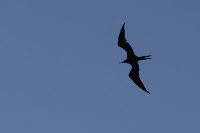 Frgate superbe (Magnificent Frigatebird)