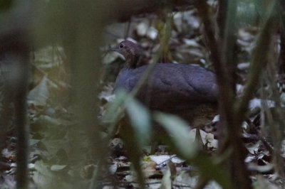 Grand Tinamou (Great Tinamou)