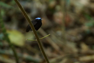 Manakin  tte bleue (Blue-crowned Manakin)