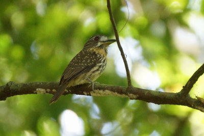 Tamatia de Lafresnaye (White-wiskered Puffbird)