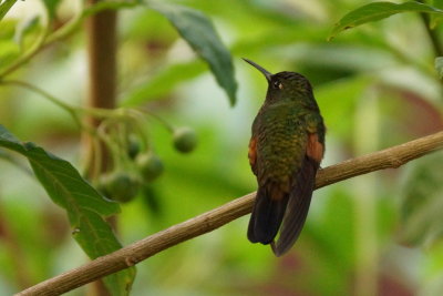 Colibri  paulettes (Stripe-tailed Hummingbird)