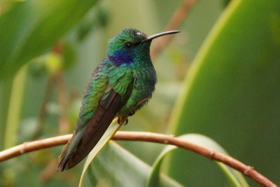 Colibri cyanote (Lesser Violet-ear)