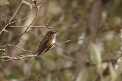Colibri flammule (Volcano Hummingbird)