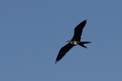 Frgate superbe (Magnificent Frigatebird)