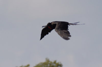 Frgate superbe (Magnificent Frigatebird)