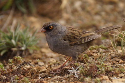 Junco des volcans (Volcano Junco)