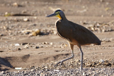 Onor du Mexique (Bare-throated Tiger-Heron)