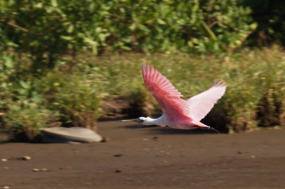 Spatule rose (Roseate Spoonbill)