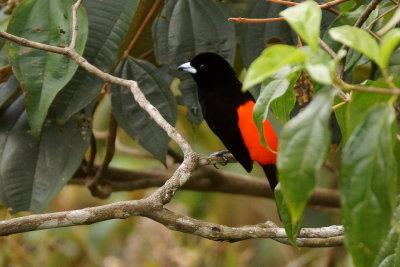 Tangara de Costa Rica (Cherris Tanager)